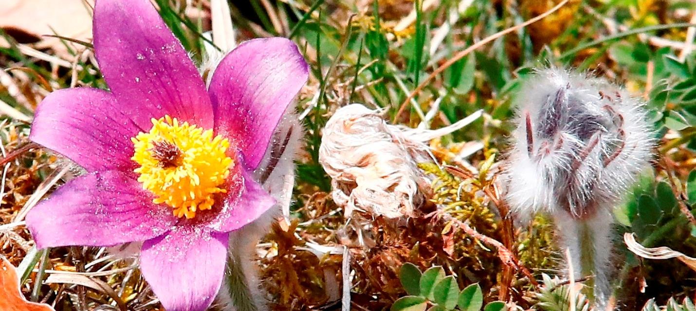 küchenschelle